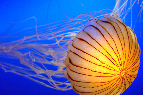 Jellyfish Coral Sea